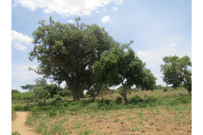 Traditional parkland farming system in the project area with indigenous trees occurring in the garden. The biggest tree in the picture is of the species Vitellaria paradoxa. 