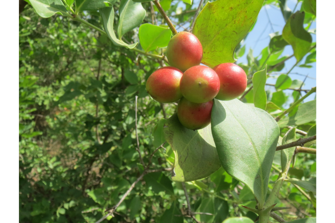 Unripe fruits of Carissa edulis In the project area, the main season for the ripening of fruits of this species is usually June - July