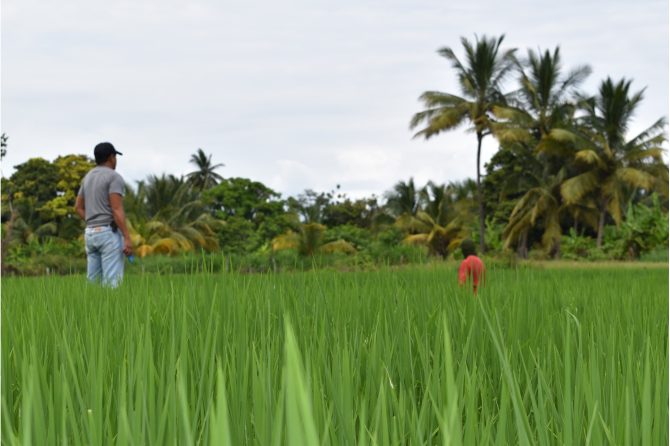 Field visit to support inspection of an organic rice plot