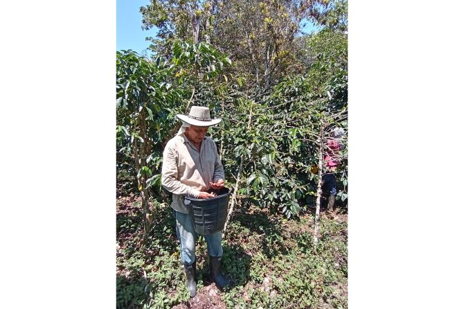 Producer collecting coffee