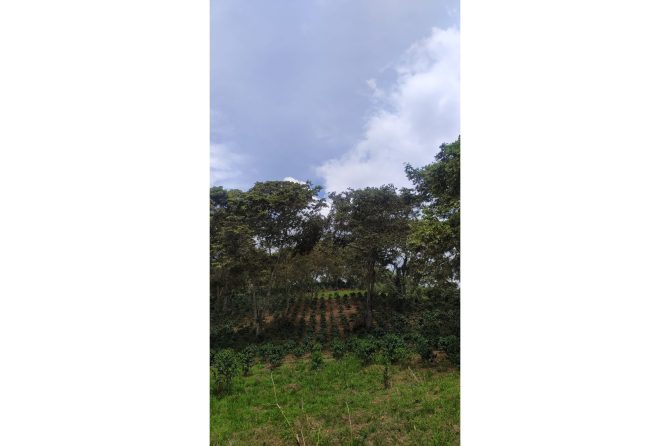 Coffee growing under shade