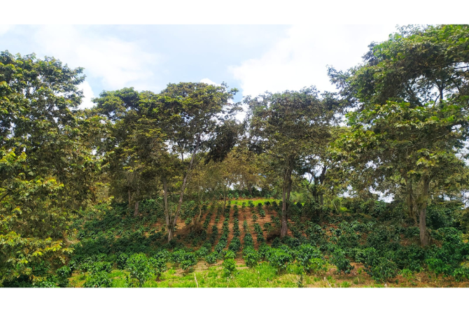 Agroforestry shade coffee cultivation in the Dagua River Basin: a sustainable approach that integrates biodiversity conservation, soil health, and community livelihoods