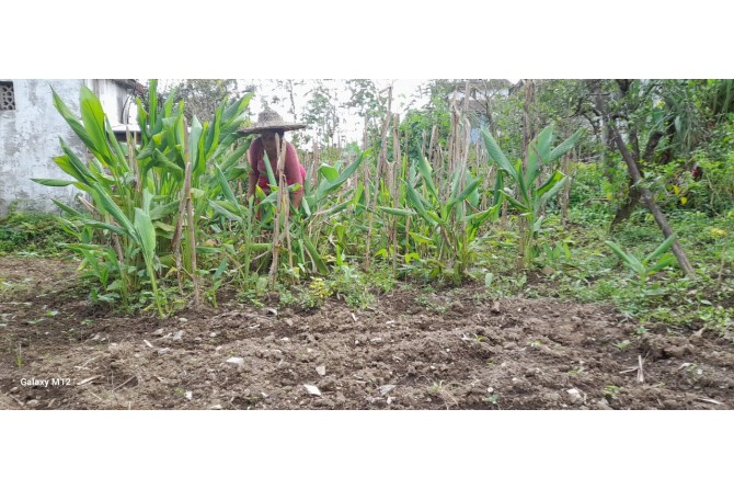 Turmeric cultivation primarily for home consumption