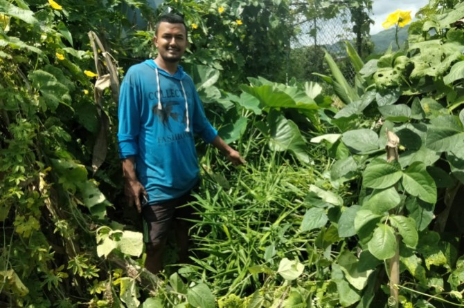 Ginger cultivation primarily for home consumption
