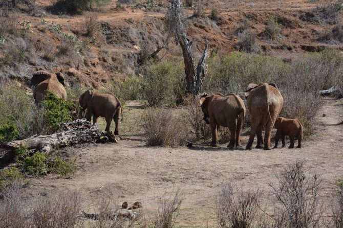 Elephants in Isiolo SEPL