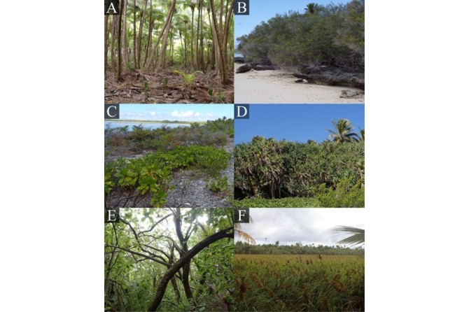 Habitat types on Manuae Island - photos from 2024 biodiversity survey. A) Coconut woodland. B) Shoreline vegetation. C) Ocean-facing beaches. D) Broadleaf woodlands. E) Pisonia stand. F) Swamp reed grass vegetation. Reproduced from: Sebastian Steibl, Samuel D. J. Brown, and James C. Russell. Pacific Science, 79(1): 55-70, University of Hawai'i Press.