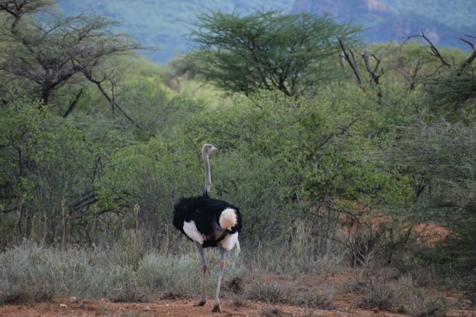 Ostrich in Isiolo SEPL