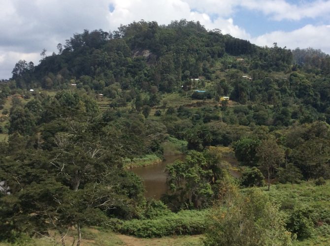  View of Fururu forest in Taita Hills embedded in agricultural landscape